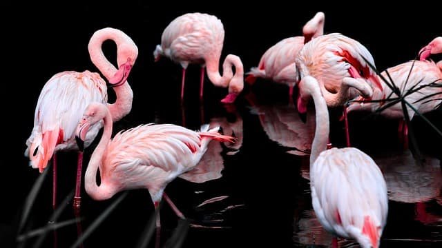 Flamingos in Cyprus