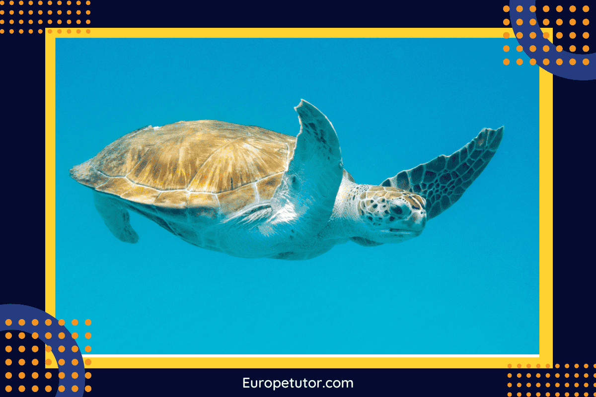 Green Turtle (Chelonia mydas)