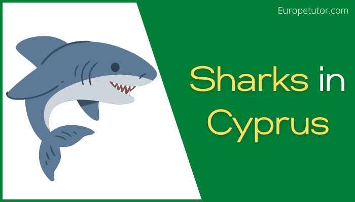 Are there Sharks in Cyprus