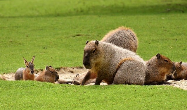 Capybara in Portugal