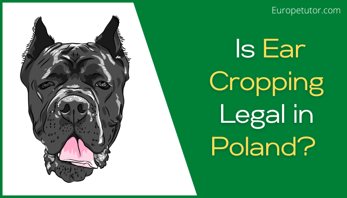 Is Ear Cropping Legal in Poland?
