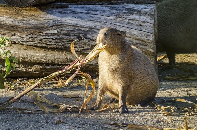 What does Capybara eat?
